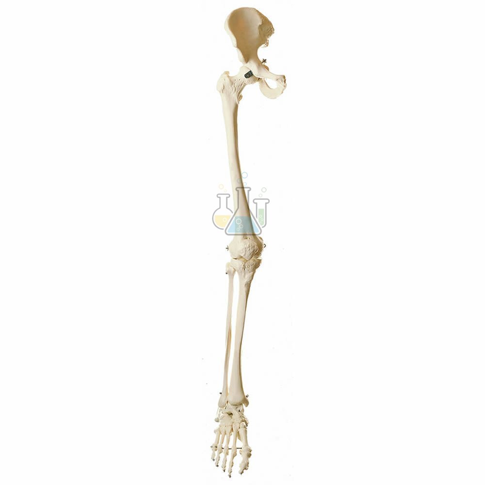 Leg Skeleton With Half Pelvis Model